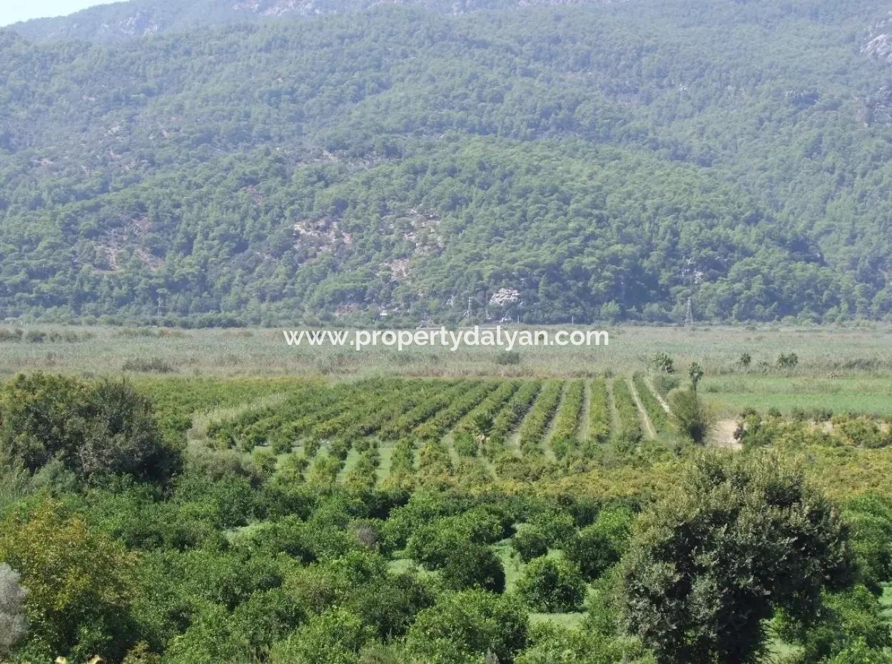 For Sale Farm For Sale In Dalyan 73410M2