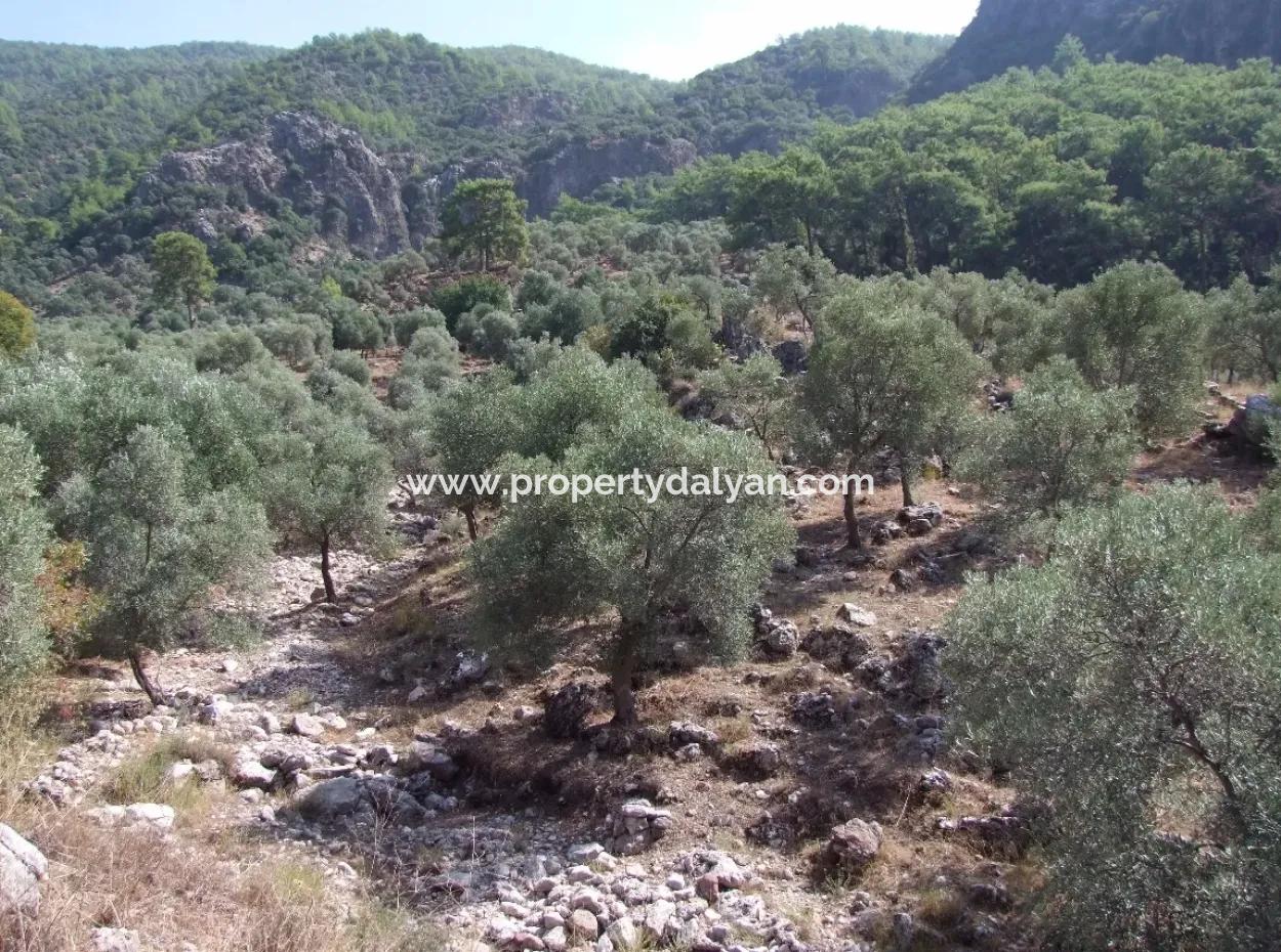 For Sale In Ekincik 5,391M2 Plot For Sale