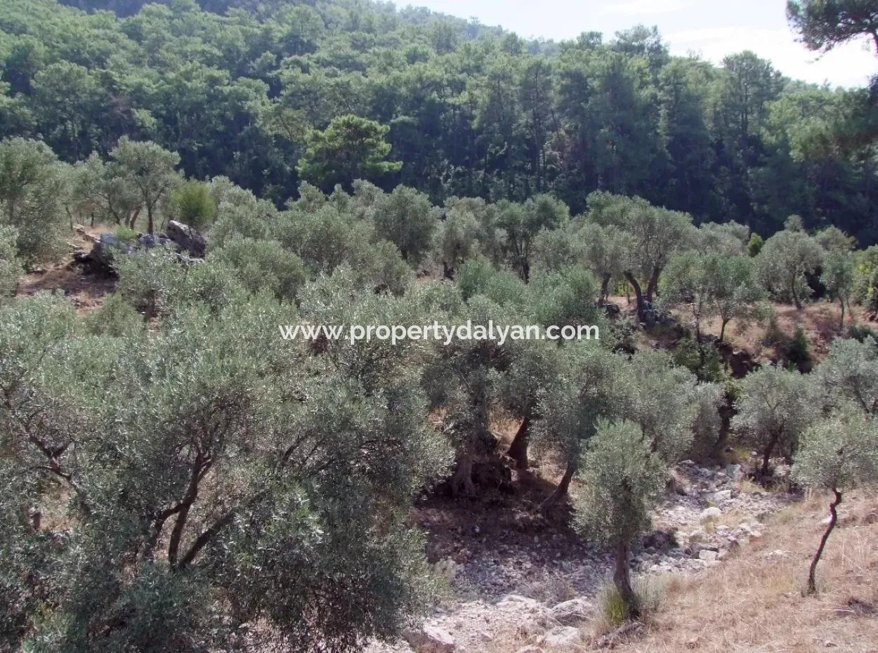For Sale In Ekincik 5,391M2 Plot For Sale