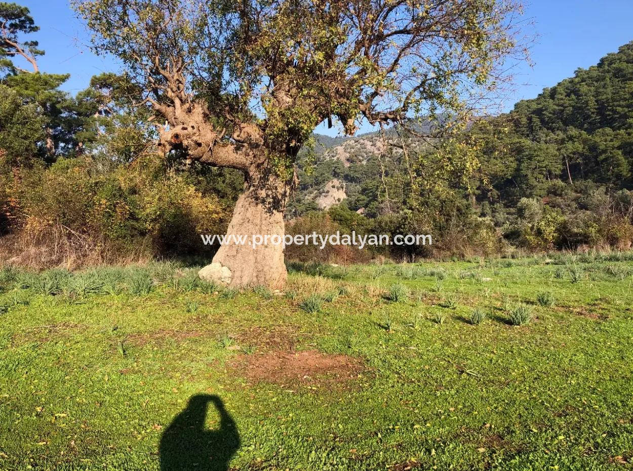 Ekincik Land For Sale 10,038M2 Land For Sale Field