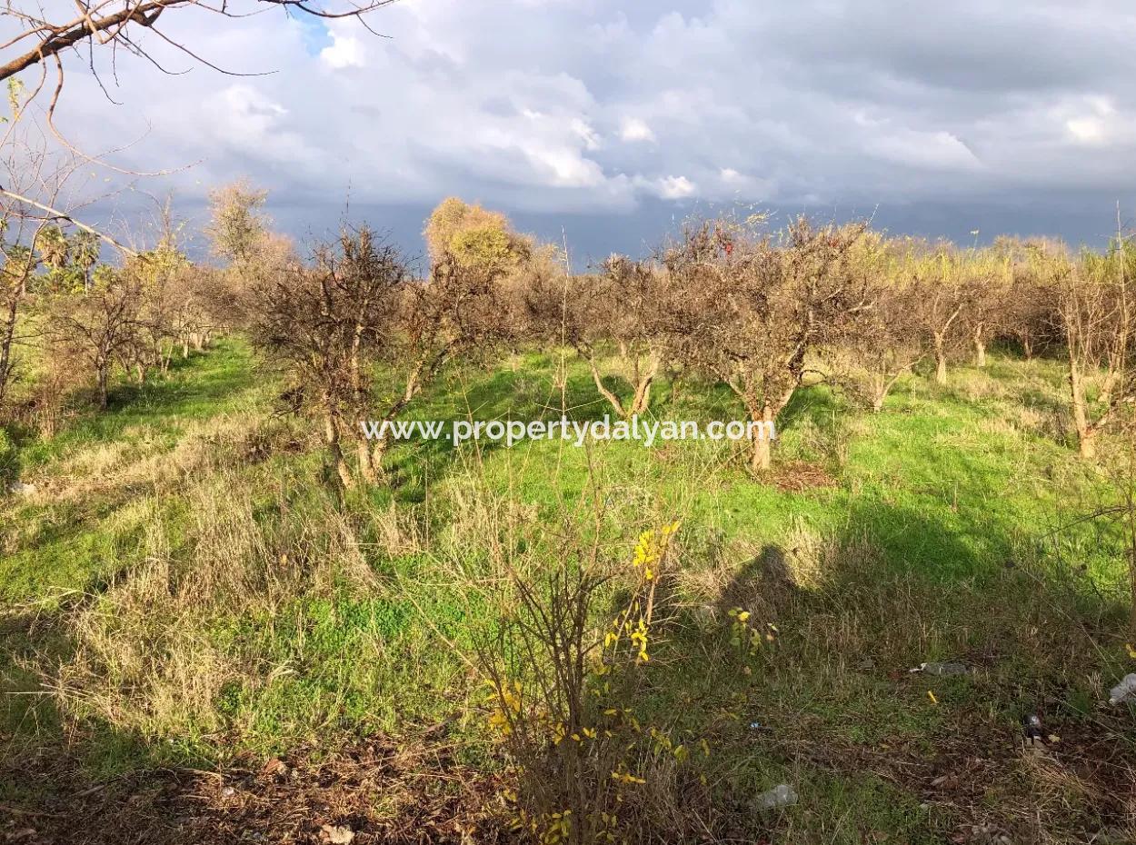 Dalyan Land For Sale Near The Center 3000M2 5% Zoning Land For Sale