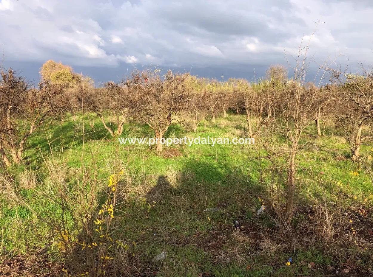 Dalyan Land For Sale Near The Center 3000M2 5% Zoning Land For Sale