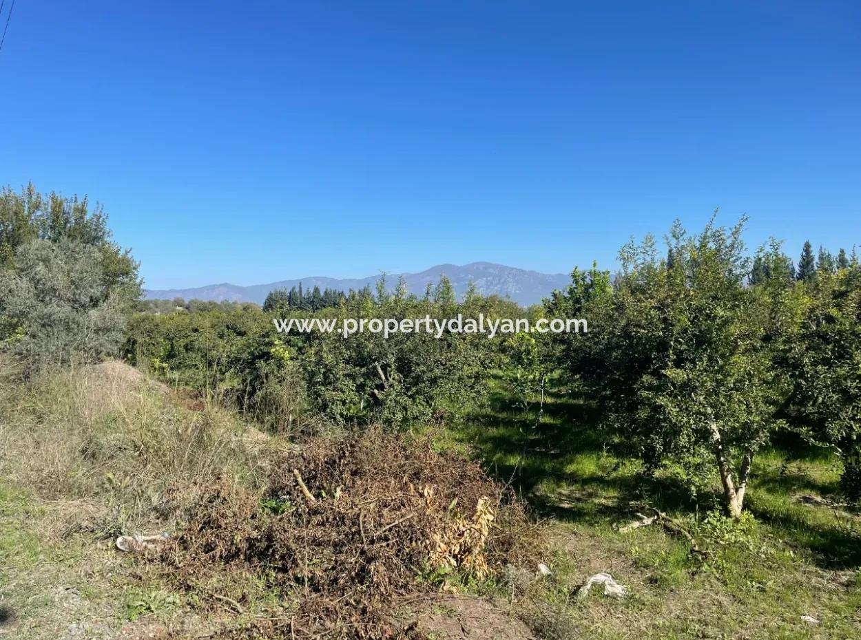 2223M2 Fields For Sale In Dalyan