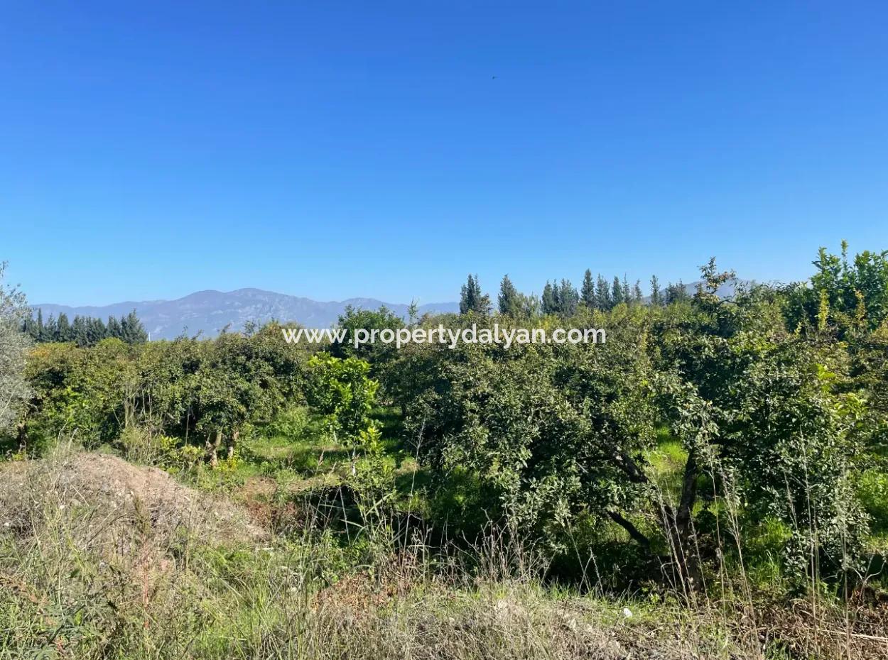 2223M2 Fields For Sale In Dalyan