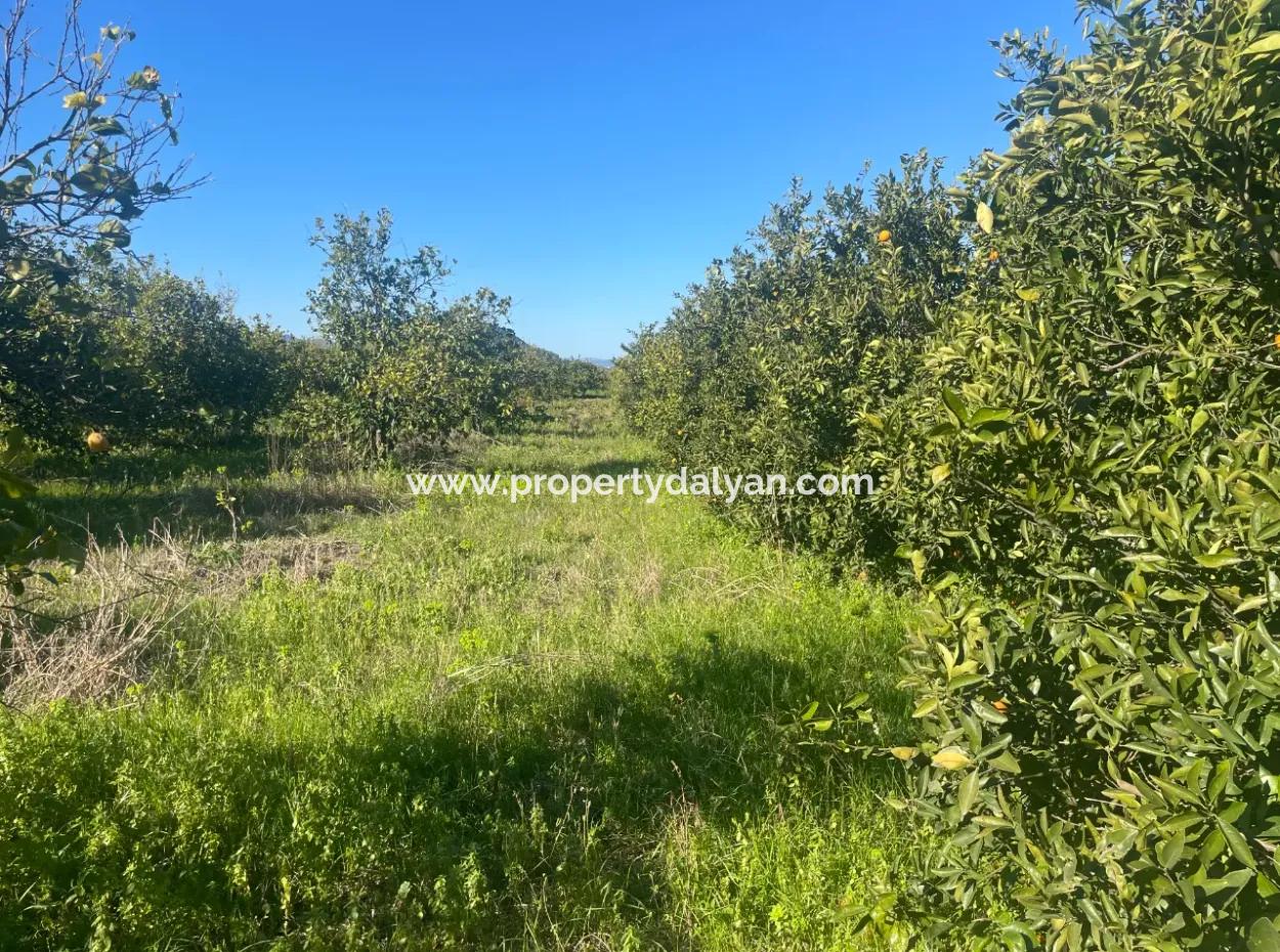 Dalyan Land For Sale 5227M2 Land For Sale
