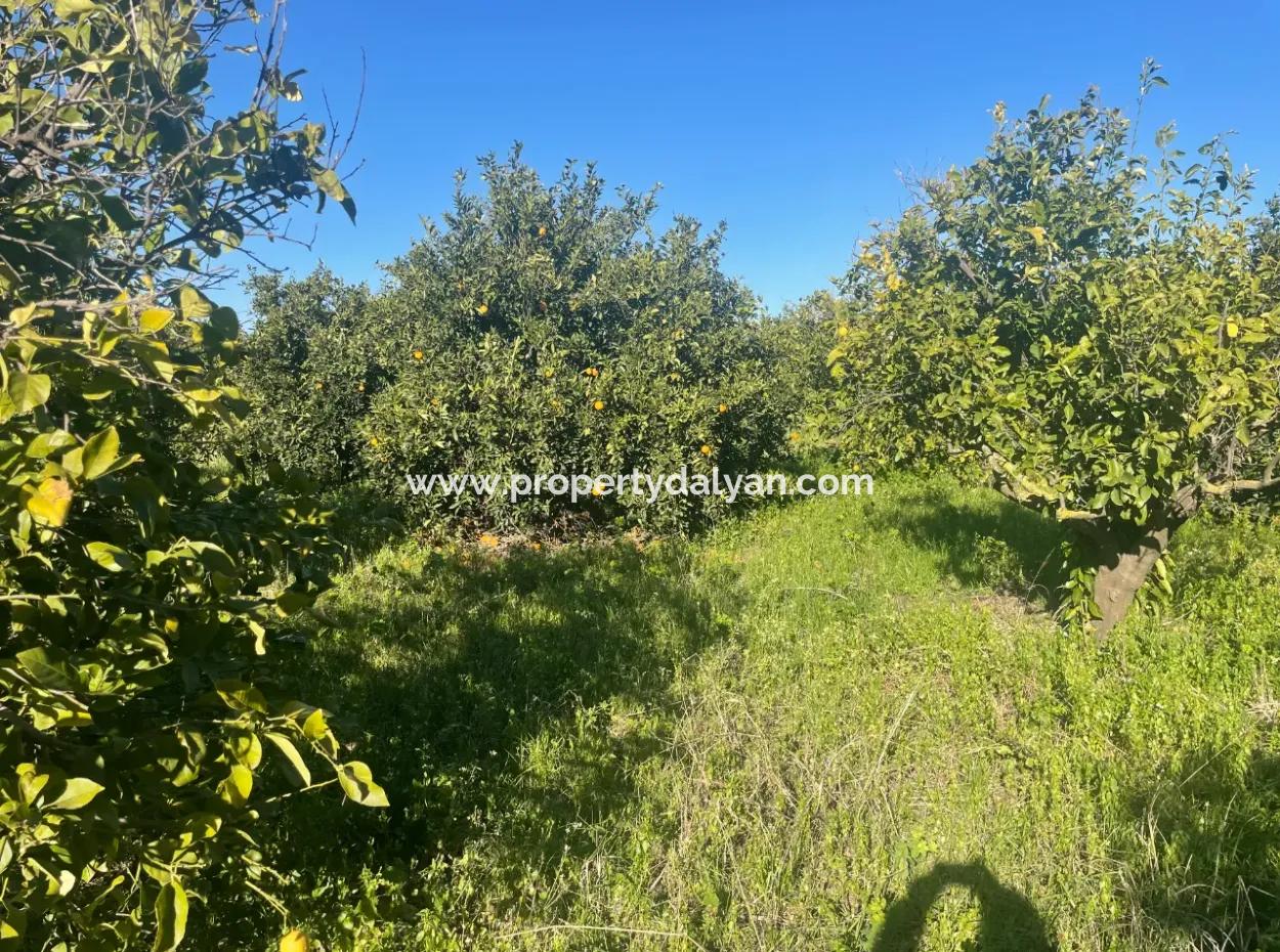 Dalyan Land For Sale 5227M2 Land For Sale