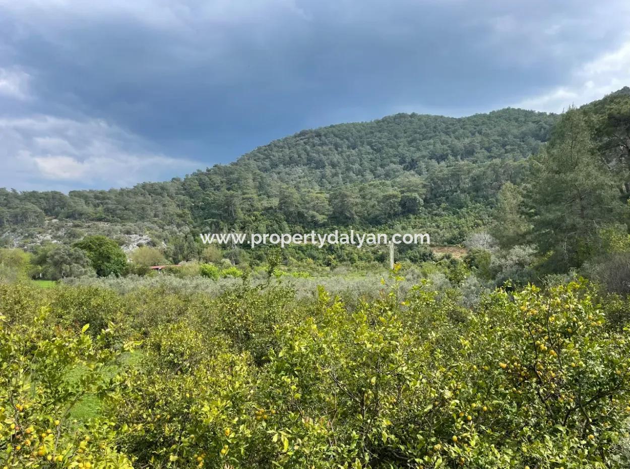 5000M2 Field For Sale At The Beginning Of The Road In Çandır