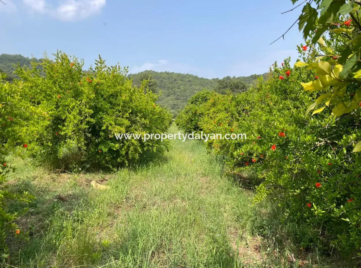 7800M2 Land For Sale At The Beginning Of Iztuzu Beach Road In Gökbel