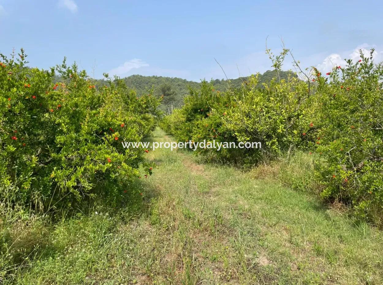 7800M2 Land For Sale At The Beginning Of Iztuzu Beach Road In Gökbel