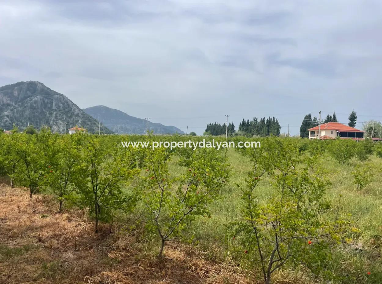 Field For Sale 6500M2 In Dalyan