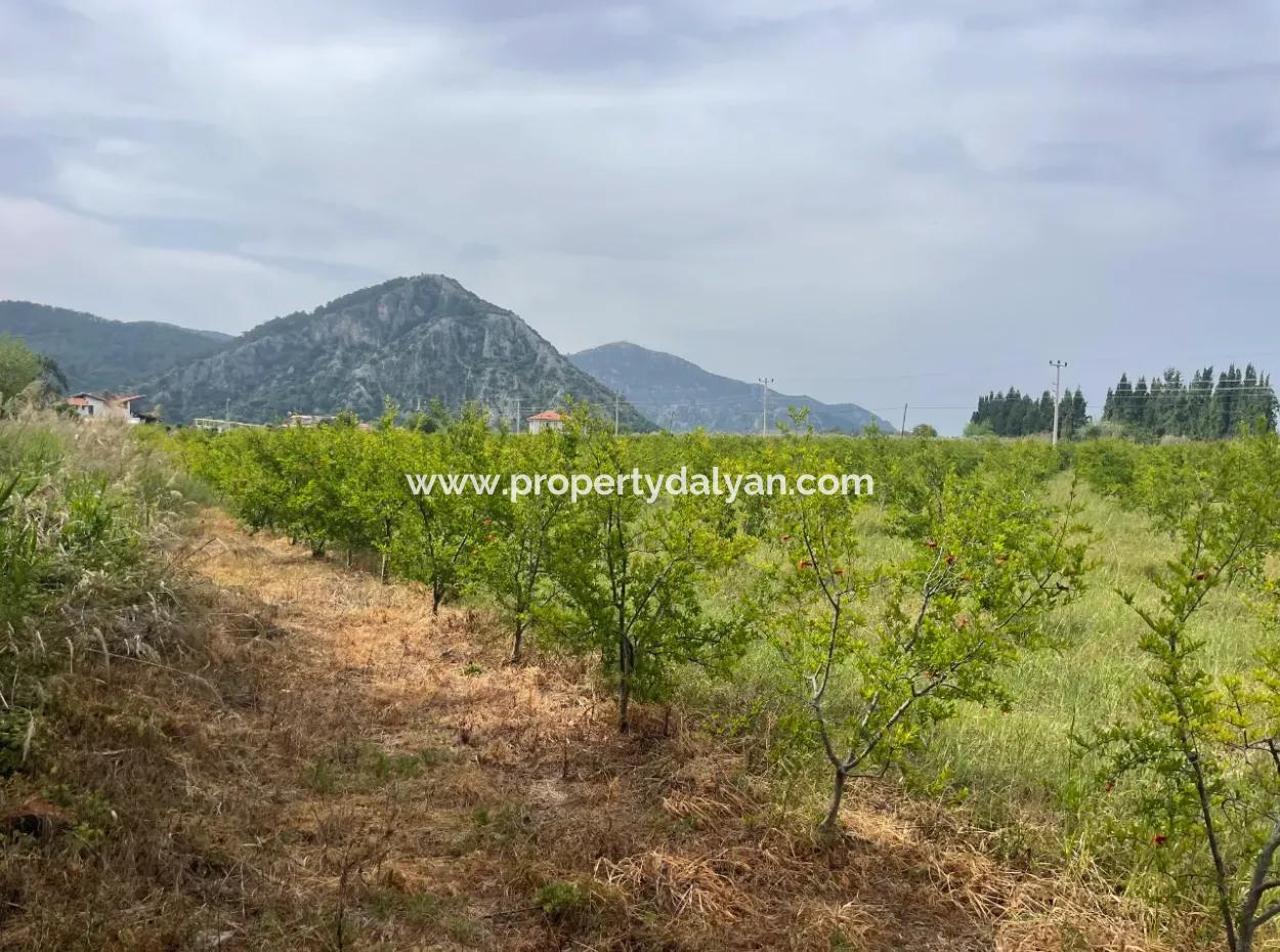 Field For Sale 6500M2 In Dalyan