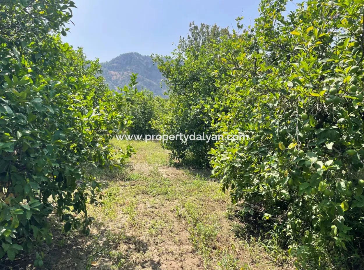 10.000M2 Land For Sale In The Village Built-Up Area In Okçular