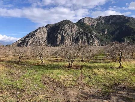 Land For Sale In Dalyan Istuzu Yollu On 24,000M2 Pomegranate Garden For Sale