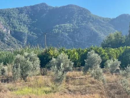 2D Lemon Orchard For Sale In Marmarli, Dalyan