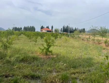 Field For Sale 6500M2 In Dalyan