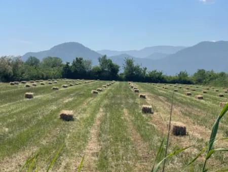 6,500M2 Field For Sale On The Iztuzu Road In Dalyan