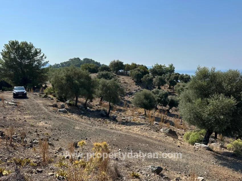Для продажи Поле в Çandır Köyceğiz - Под Поле застройку - 21.000 m²