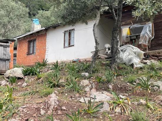 Köyceğiz Ekincik масличный сад с видом на море 7.000m2 2b на продажу