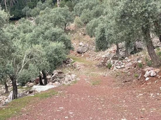 Köyceğiz Ekincik масличный сад с видом на море 7.000m2 2b на продажу