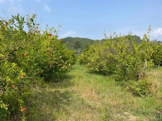 Земля 7800m2 На Продажу В Гёкбеле, Рядом С Дорогой Изтузу Бич Роуд