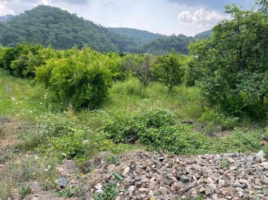 Земля 7800m2 На Продажу В Гёкбеле, Рядом С Дорогой Изтузу Бич Роуд