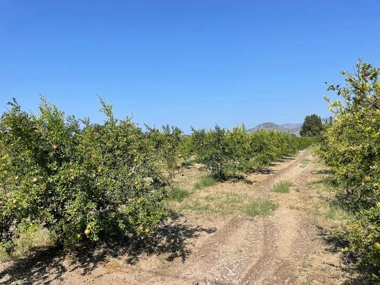 Гранатовый Сад Площадью 10 000 М² На Продажу В Районе Арикбаши Герендюзю В Дальяне.