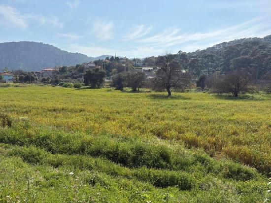 Продается Земельный Участок Площадью 2023 М² В Деревне Чандыр, Кёйджегиз, С Долевой Собственностью И Добровольным Разделом.
