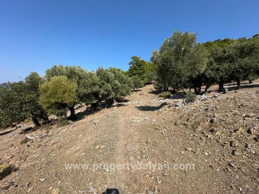 Köyceğiz Çandır Mah. Satılık Tarla - Tarla İmar Durumlu - 21.000 m²