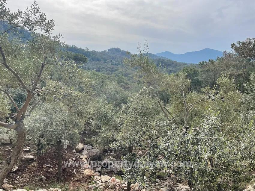 Köyceğiz Ekincik Mah. Satılık Tarla - Zeytinlik İmar Durumlu - 7.000 m²