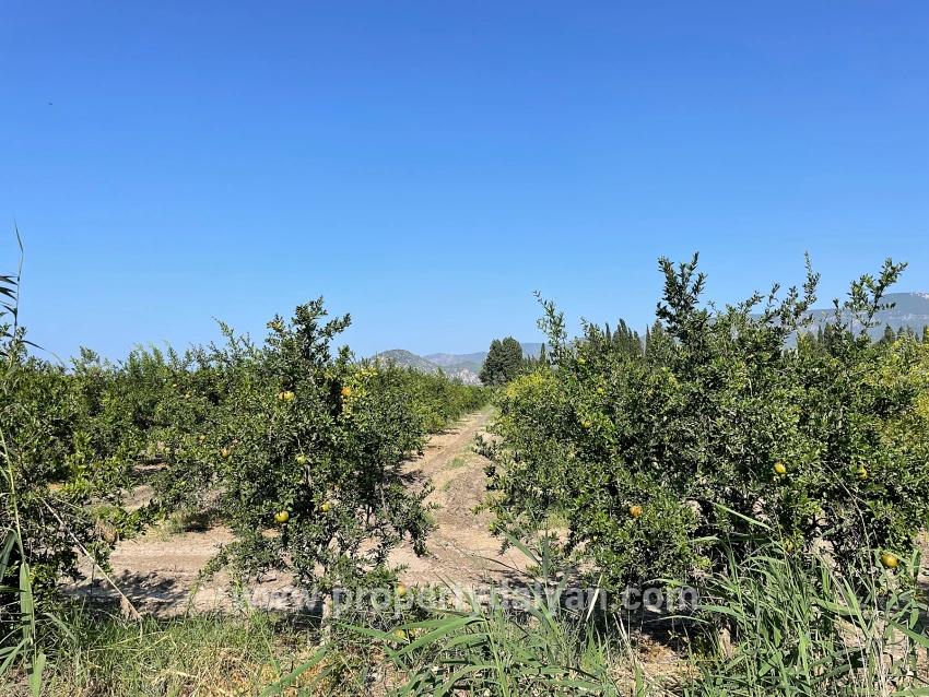 Dalyan Arıkbaşı Gerendüzü Mevkiinde 10,000m2 Satılık Nar Bahçesi