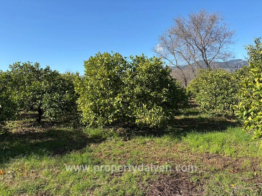 Ortaca Dalyan Mah. Satılık Tarla - Tarla İmar Durumlu - 16.500 m²