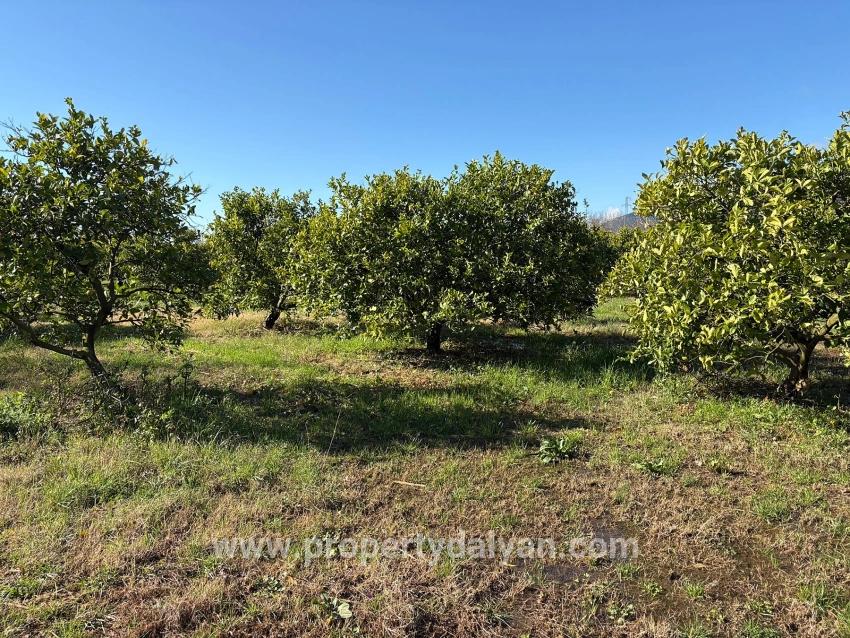 Ortaca Dalyan Mah. Satılık Tarla - Tarla İmar Durumlu - 16.500 m²