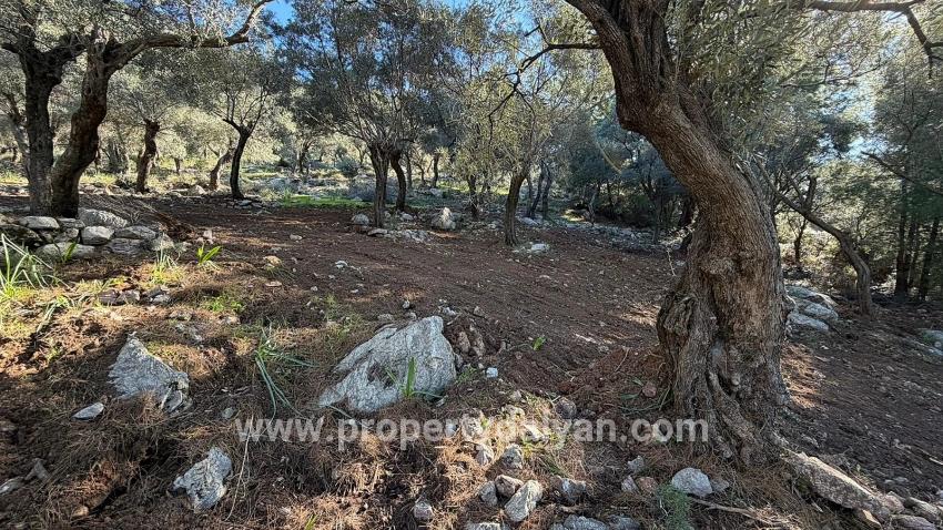 Çandır'da Full Deniz Manzaralı 5715m2 Satılık 2b Tarla