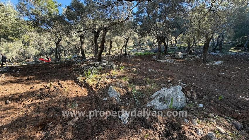 Köyceğiz Çandır Mah. Satılık Tarla - Konut İmar Durumlu - 5.715 m²