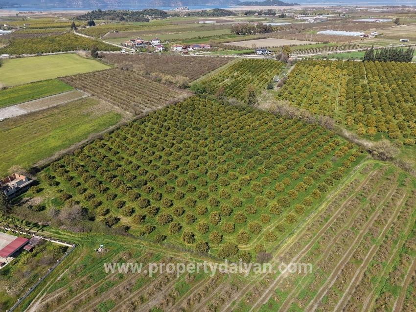 Dalyan Merkeze Yakın 17.550m2 Satılık Bağ-bahçe