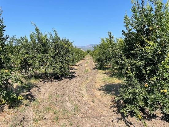 Dalyan Arıkbaşı Gerendüzü Mevkiinde 10,000m2 Satılık Nar Bahçesi