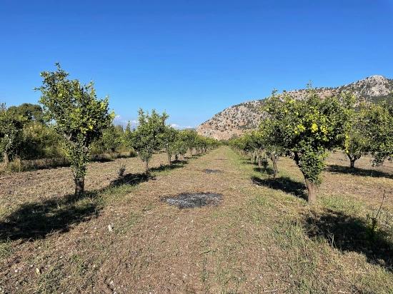 Dalyan'da Merkeze Yakın 6600m2 Satılık Tarla