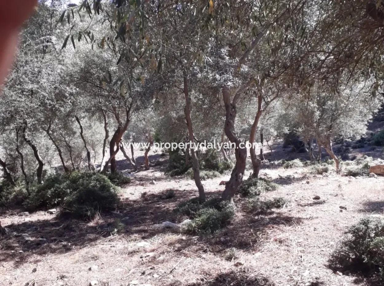 Çandır Satılık Arsa Çandır İztuzudaya Yakın 2367M2 Satılık 2B