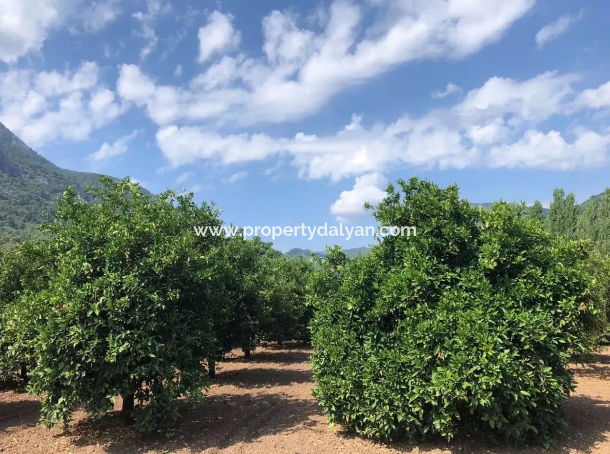 Sultaniye Satılık Arsa Köyceğiz Sultaniye Göle Denize Sıfır Satılık Arsa