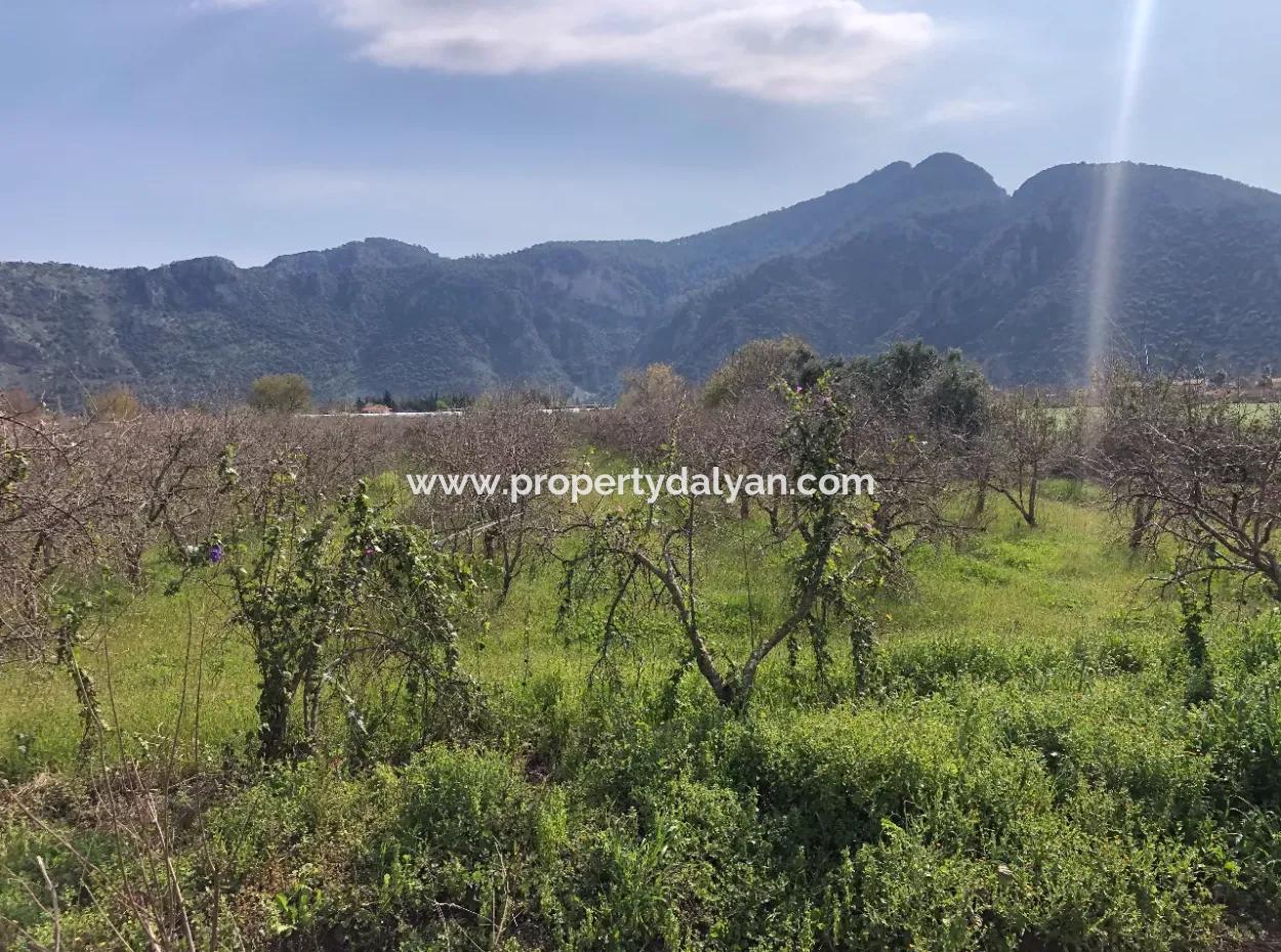 Dalyan'da 5500M2 Satılık Arsa