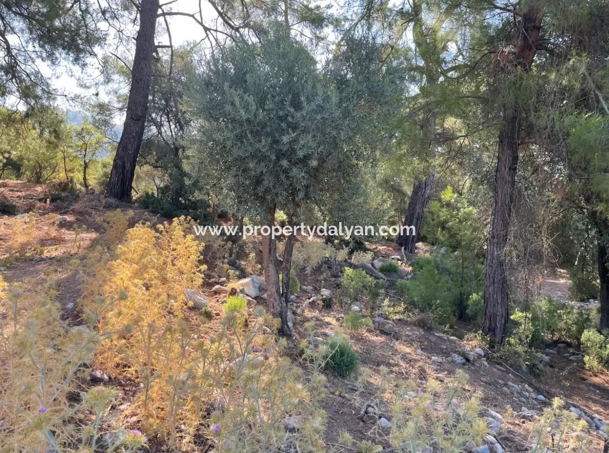 Çandır Deniz Manzaralı 2620M2 Satılık Arazi Tarla