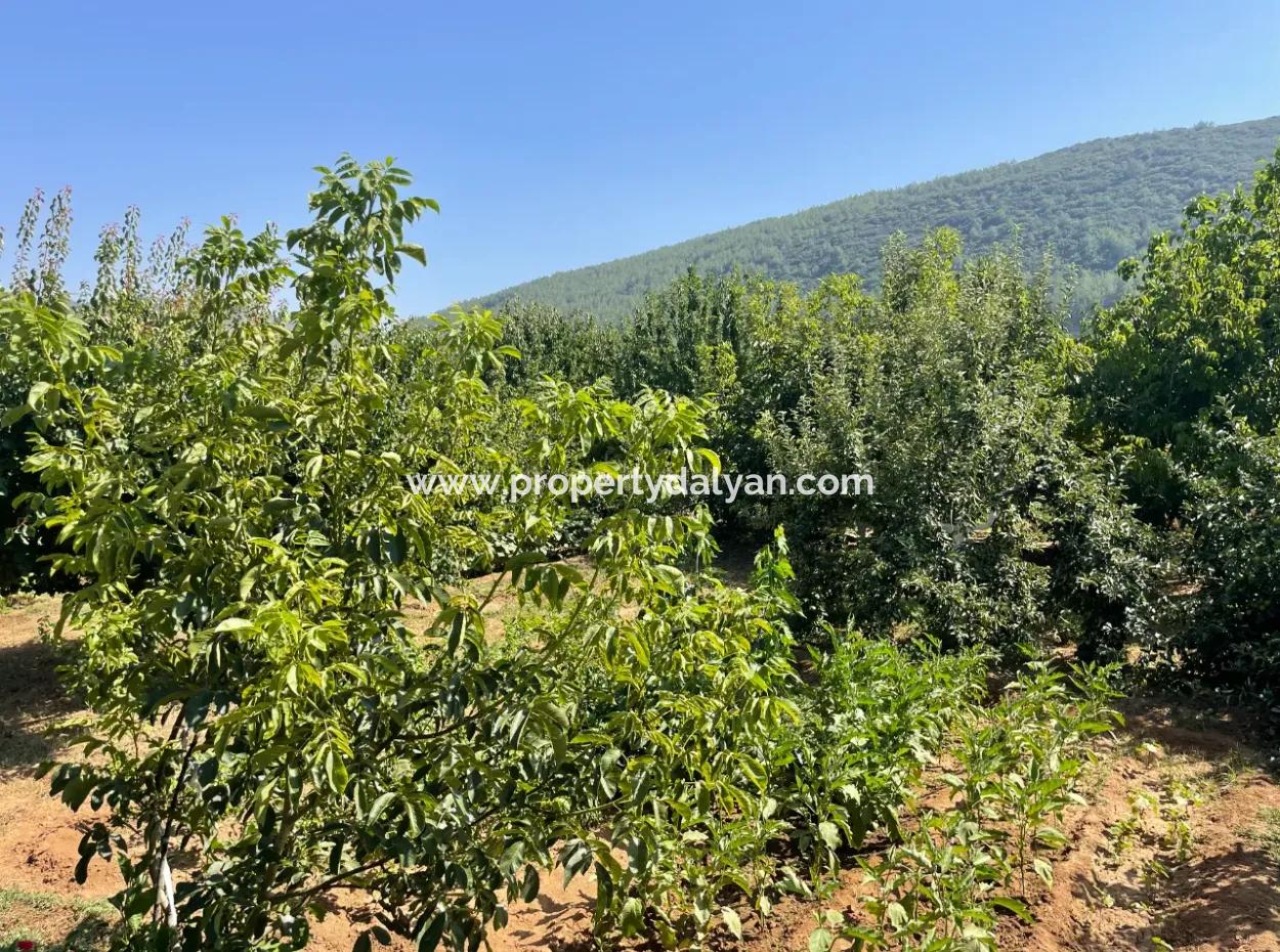 Muğla Ula Köprübaşı Mahallesin'de 2378M2 Arsa İçinde 3+1 Satılık Vlla