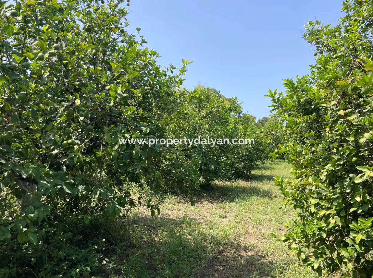 Okçular'da Köy Yerleşik Alanı İçerisinde 10.000M2 Satılık Arazi