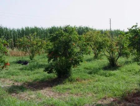 Dalyan İztuzu Satılık Bahçe Dalyan Göle Sıfır Satılık Arsa