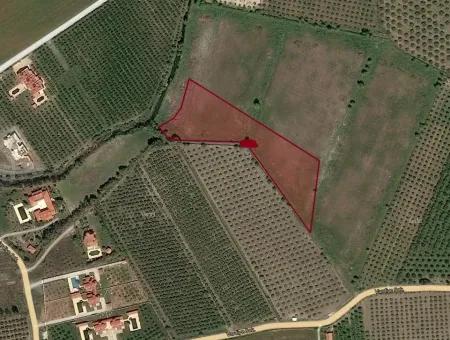 Dalyan Satılık Arsa Dalyan Maraşda 7300M2 %5 İmarlı Satılık Arsa