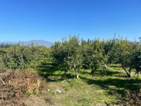 Dalyan'da Satılık 2223M2 Tarla